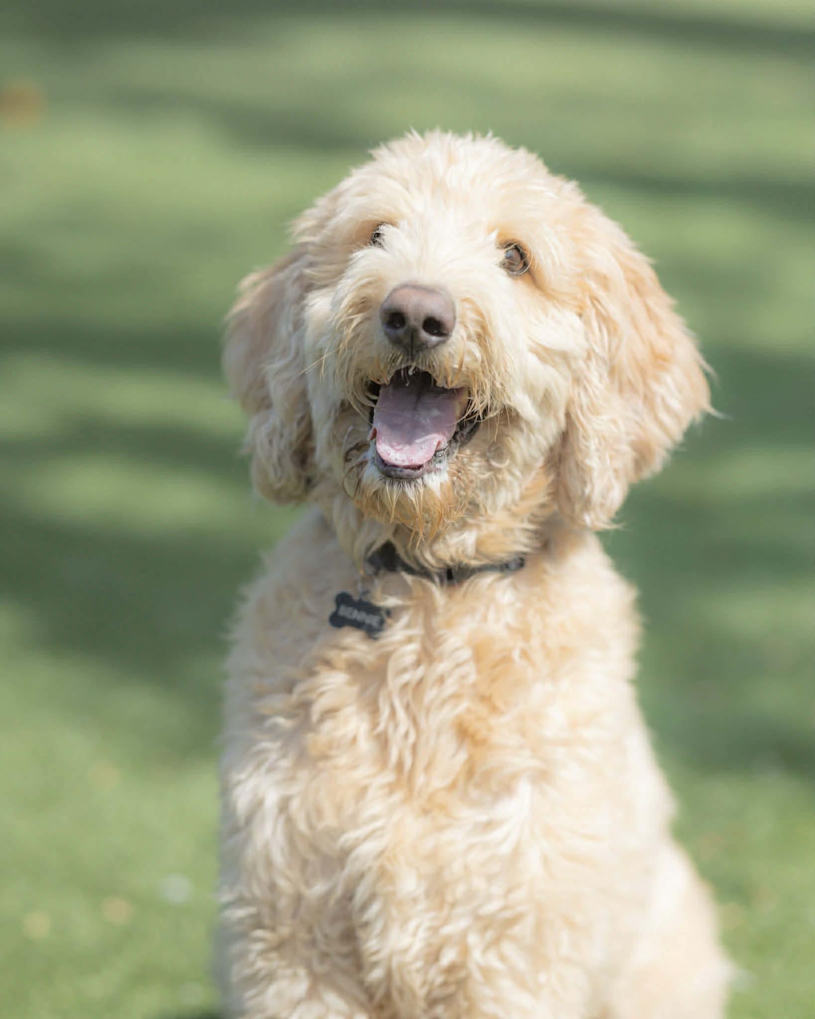 Bennie, an adopted Goldendoodle in Orlando, FL image 1/6