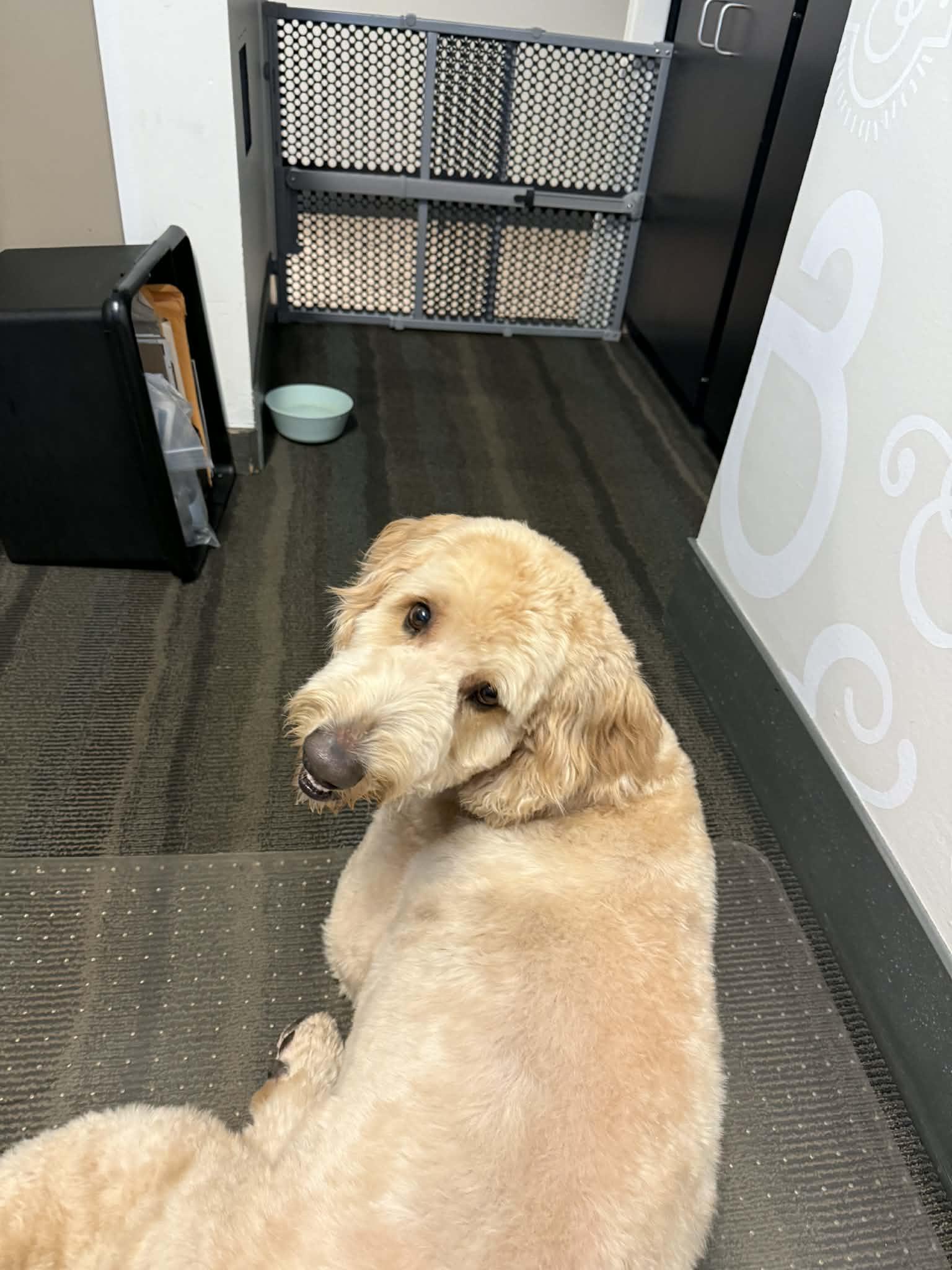 Bennie, an adopted Goldendoodle in Orlando, FL image 6/6