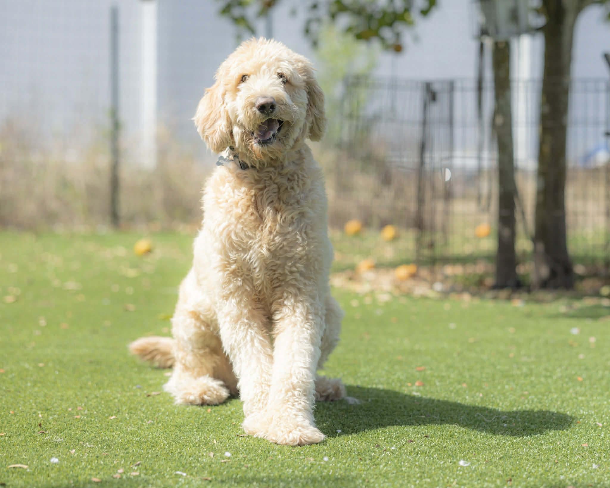 Bennie, an adopted Goldendoodle in Orlando, FL image 5/6