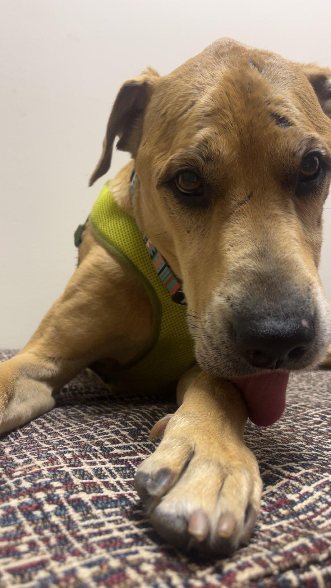 Marshall, Adoptable, Senior Male Yellow Labrador Retriever.