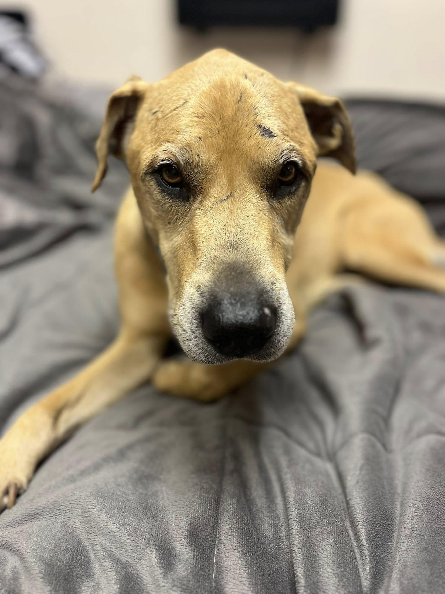 Marshall, a Adoptable mixed breed in Elkhorn, WI image 2/2