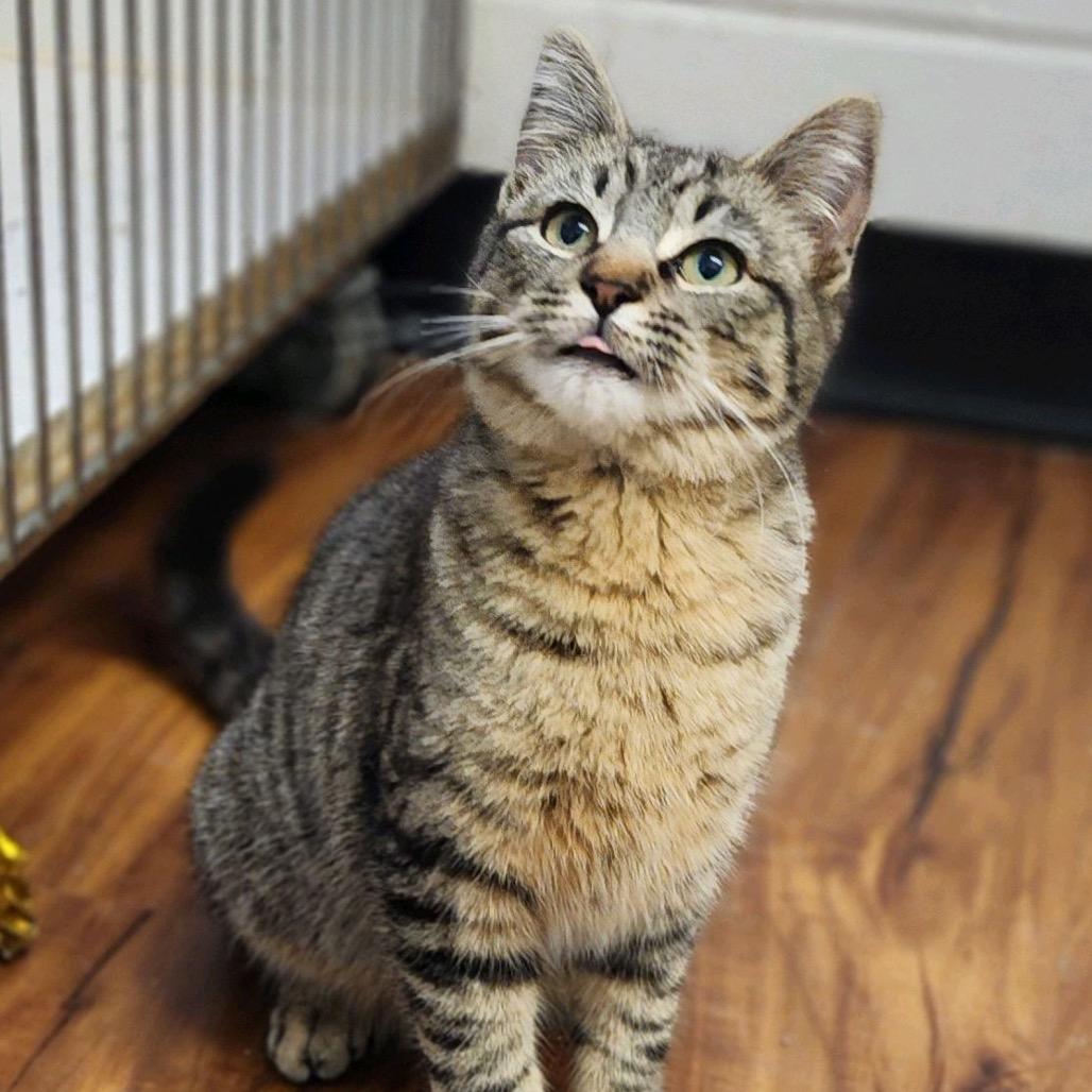 Teddy — thumbnail 2