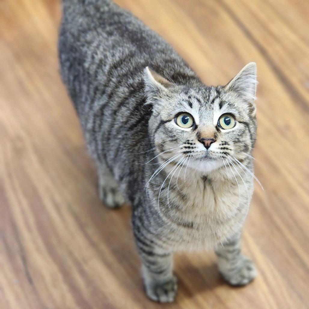 Teddy — thumbnail 3