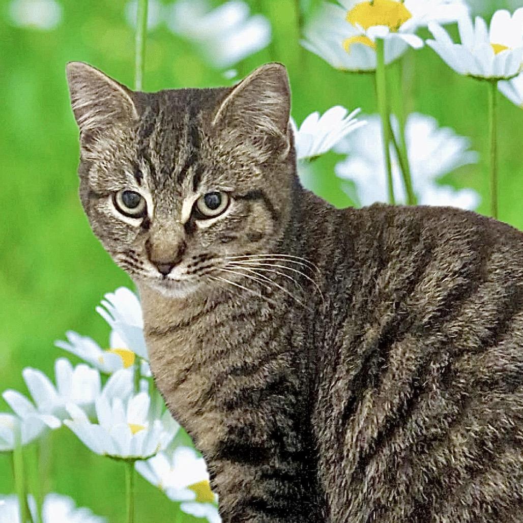 Teddy — thumbnail 4