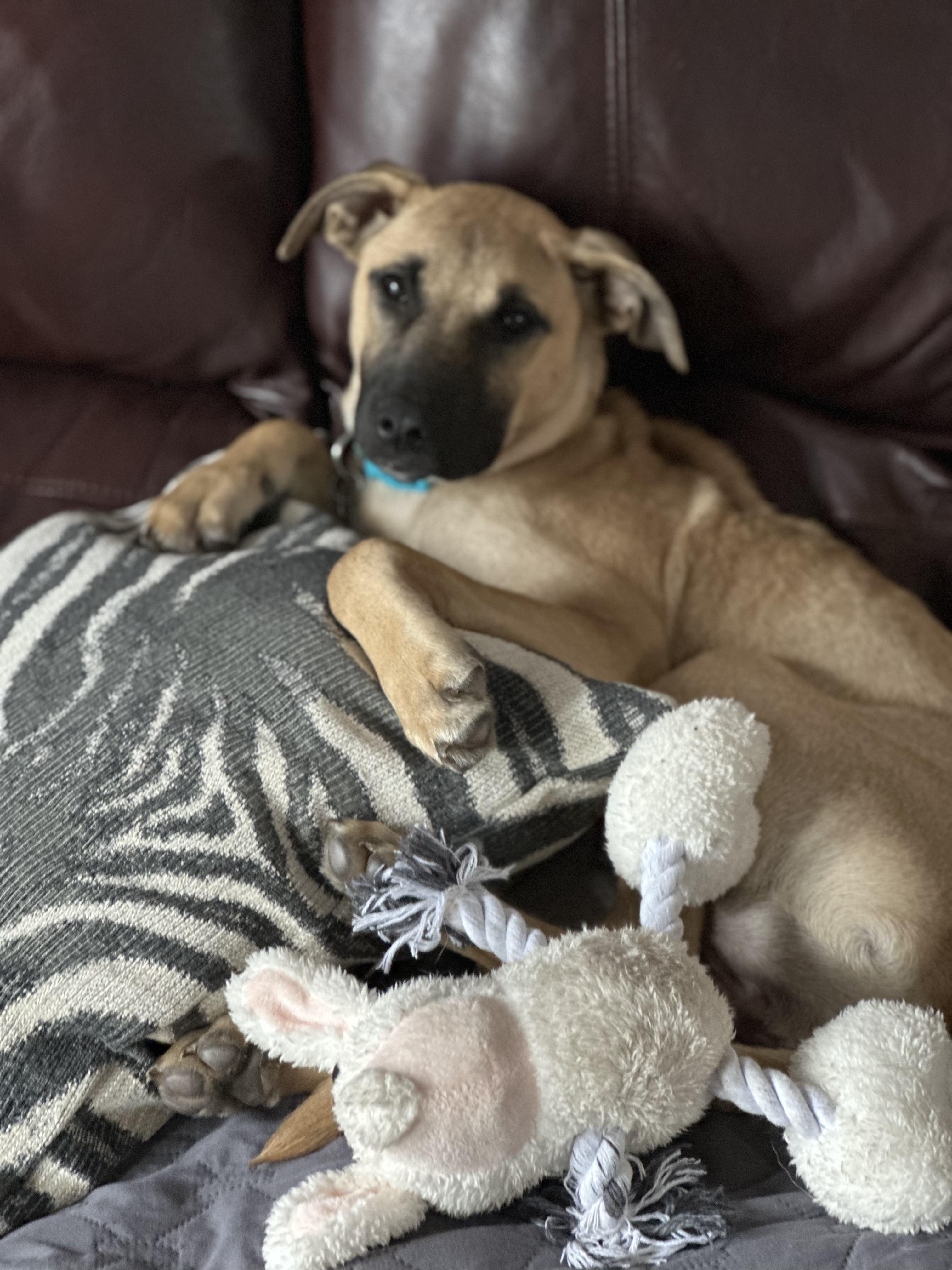 Enlarge Rayna, a Adopted mixed breed in Etobicoke, ON image 1/3