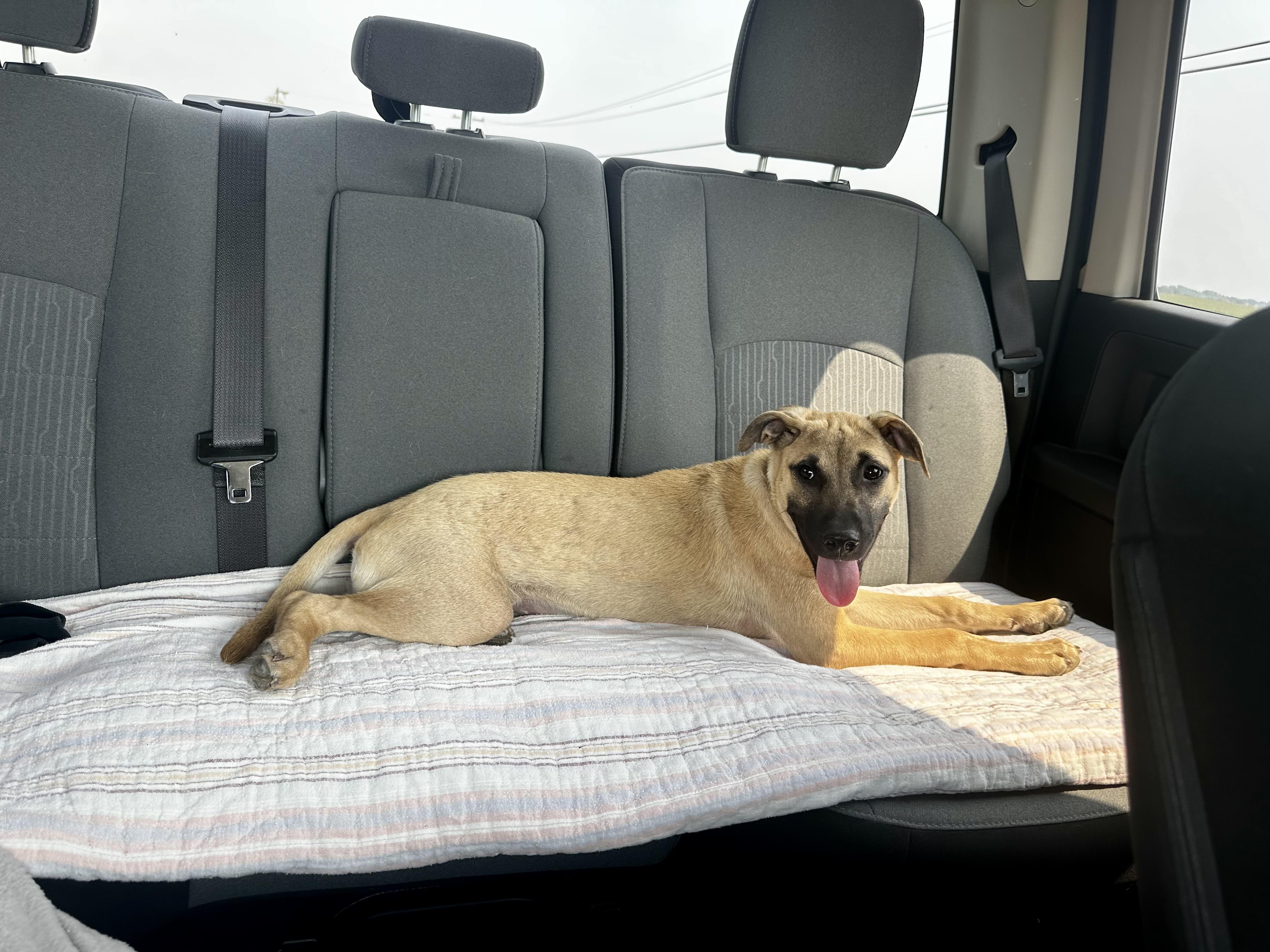 Enlarge Rayna, a Adopted mixed breed in Etobicoke, ON image 2/3