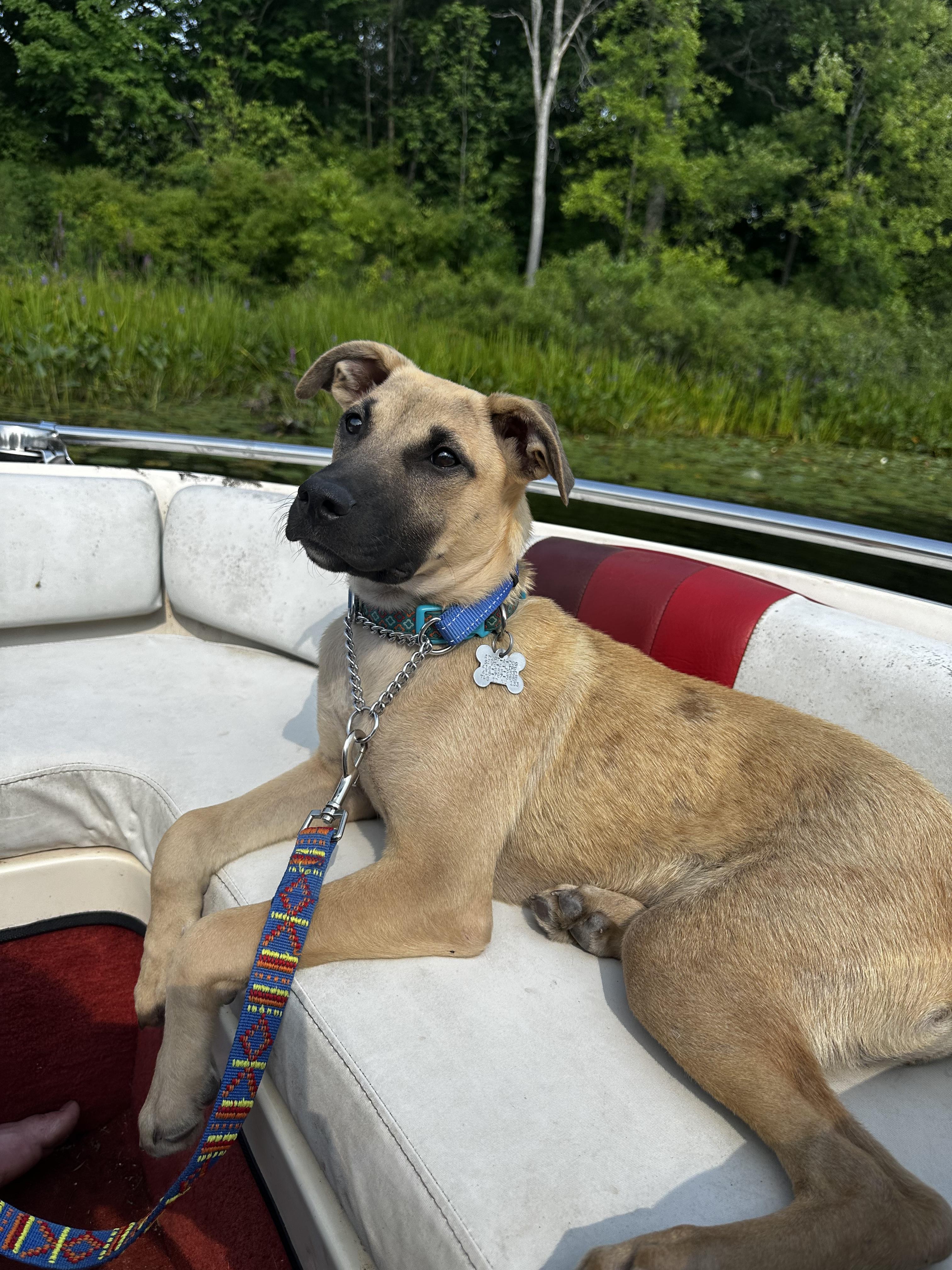 Enlarge Rayna, a Adopted mixed breed in Etobicoke, ON image 3/3