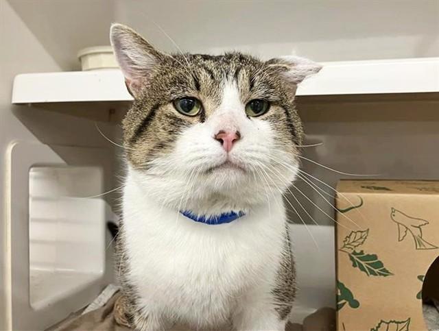 Enlarge DAN, a Adoptable Domestic Short Hair in Saint Louis, MO image 3/4