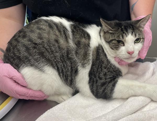 Tig, Adoptable, Adult Male Domestic Short Hair.