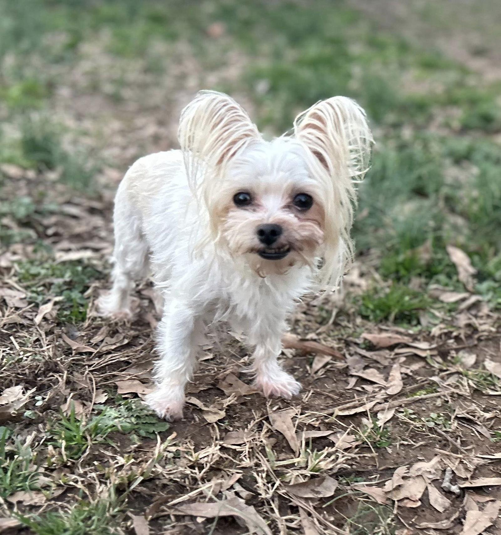 Riesling, Adopted, Young Female Yorkshire Terrier.
