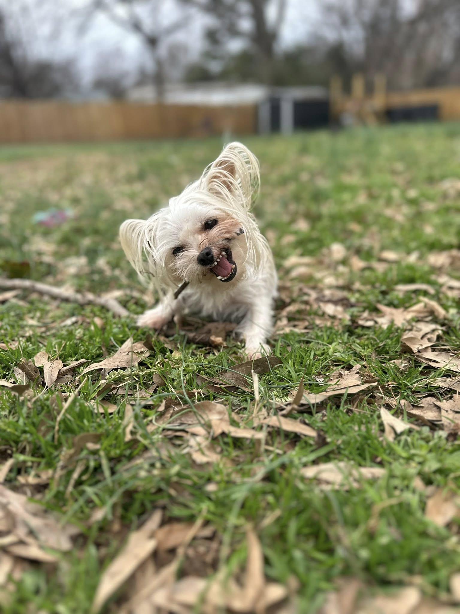 Enlarge Riesling, a Adopted Yorkshire Terrier in Greenville, SC image 2/2