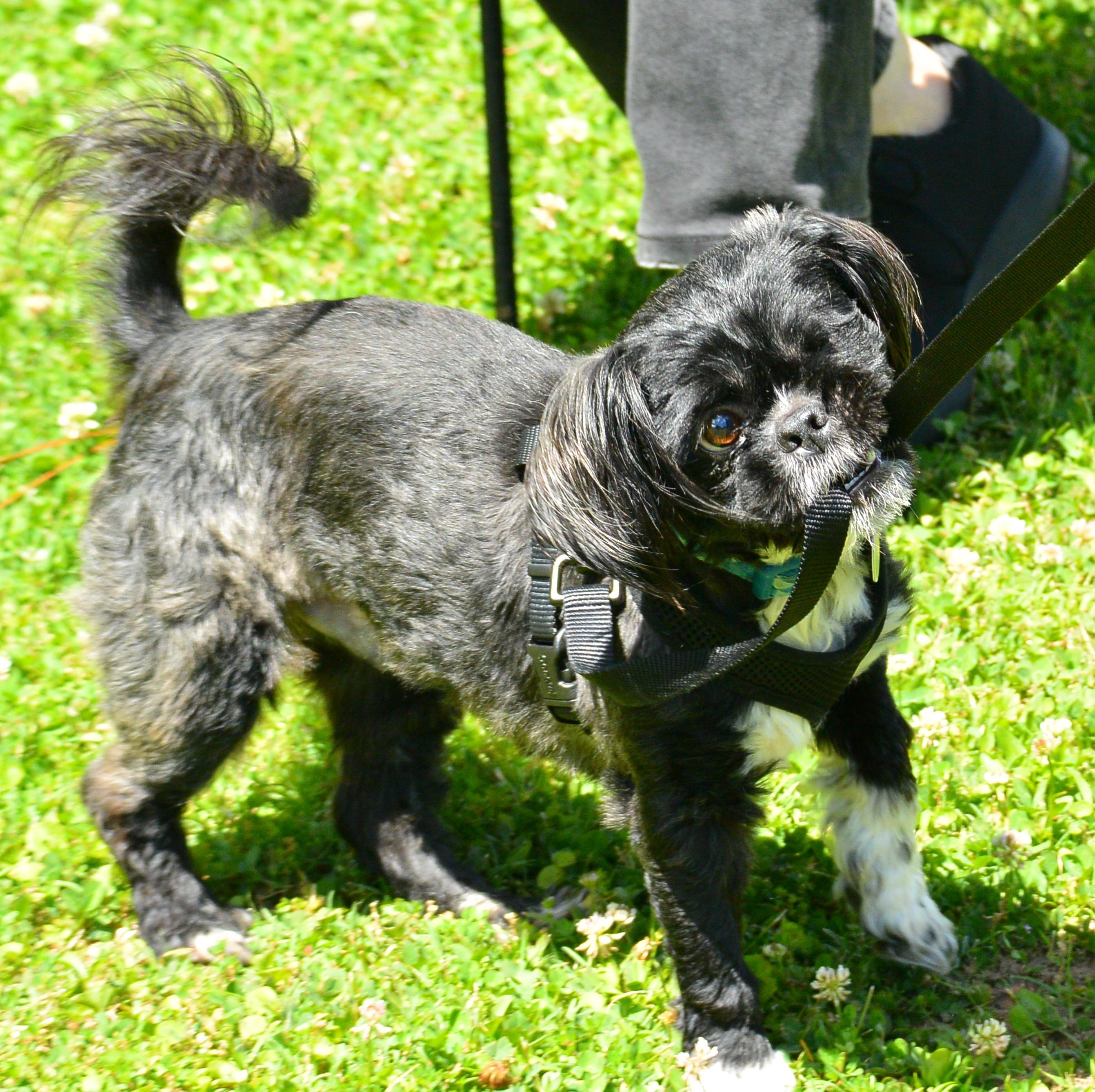 Enlarge Wink, a ADOPTABLE Shih Tzu in Memphis, TN image 3/4