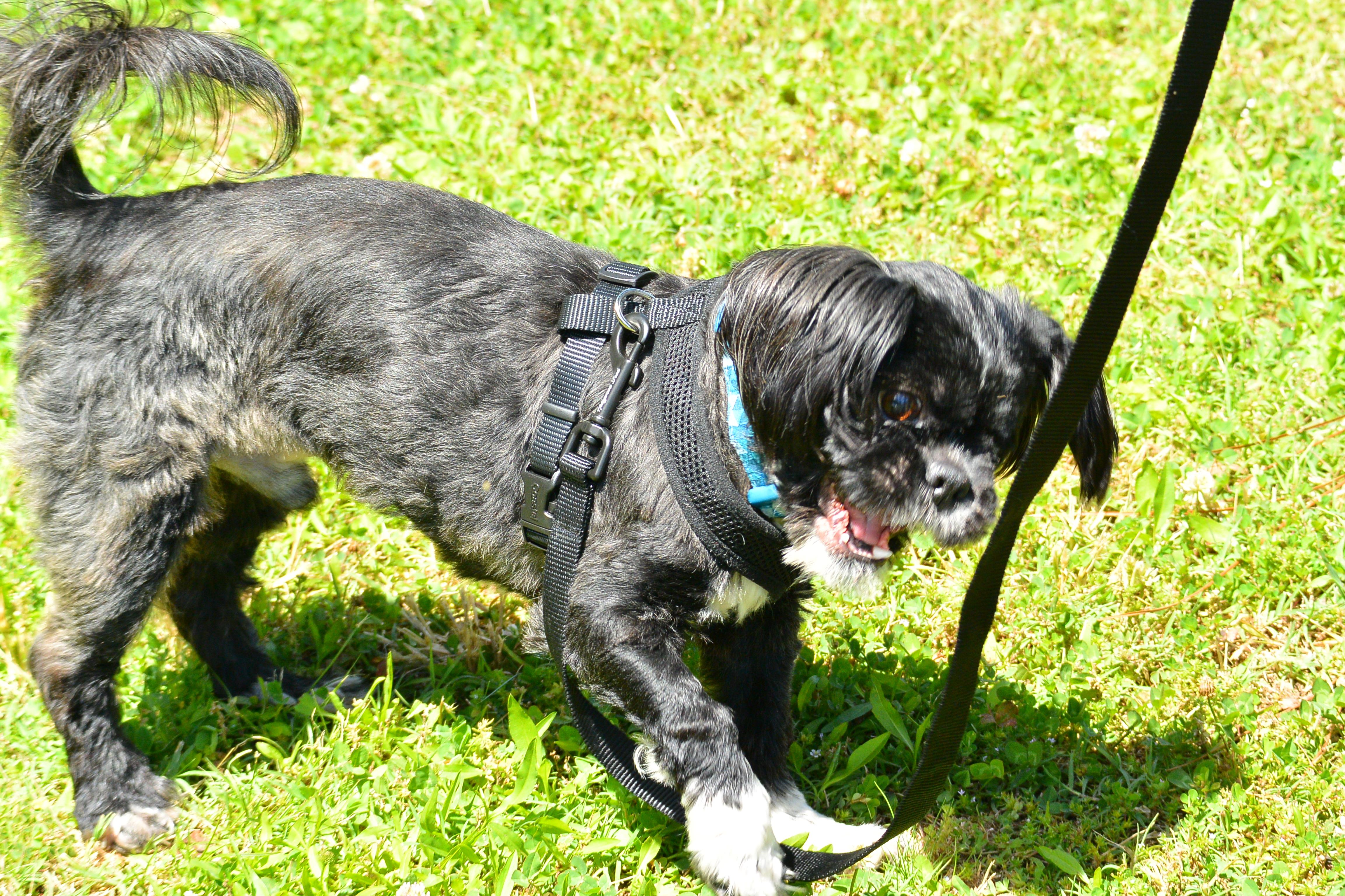 Enlarge Wink, a ADOPTABLE Shih Tzu in Memphis, TN image 2/4