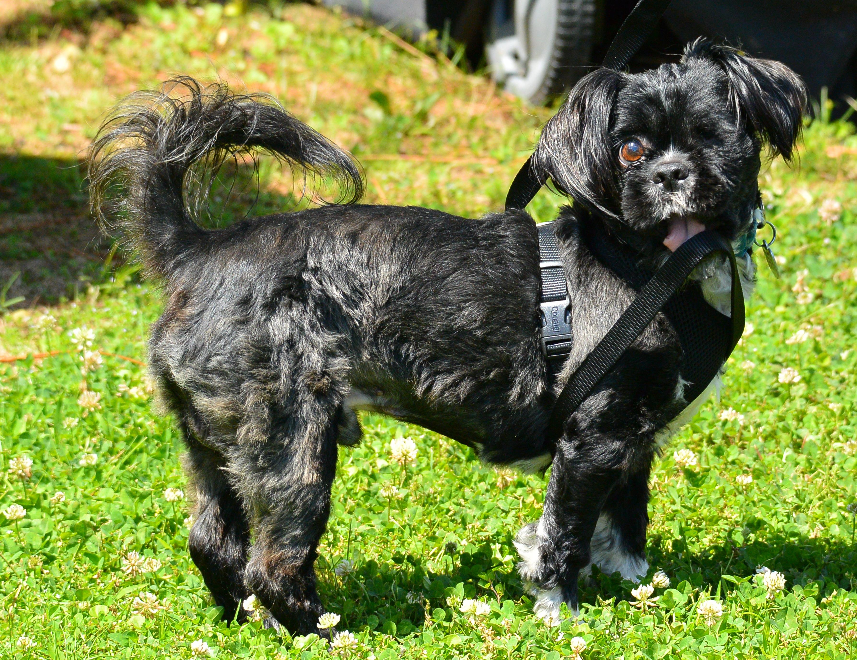 Enlarge Wink, a ADOPTABLE Shih Tzu in Memphis, TN image 4/4