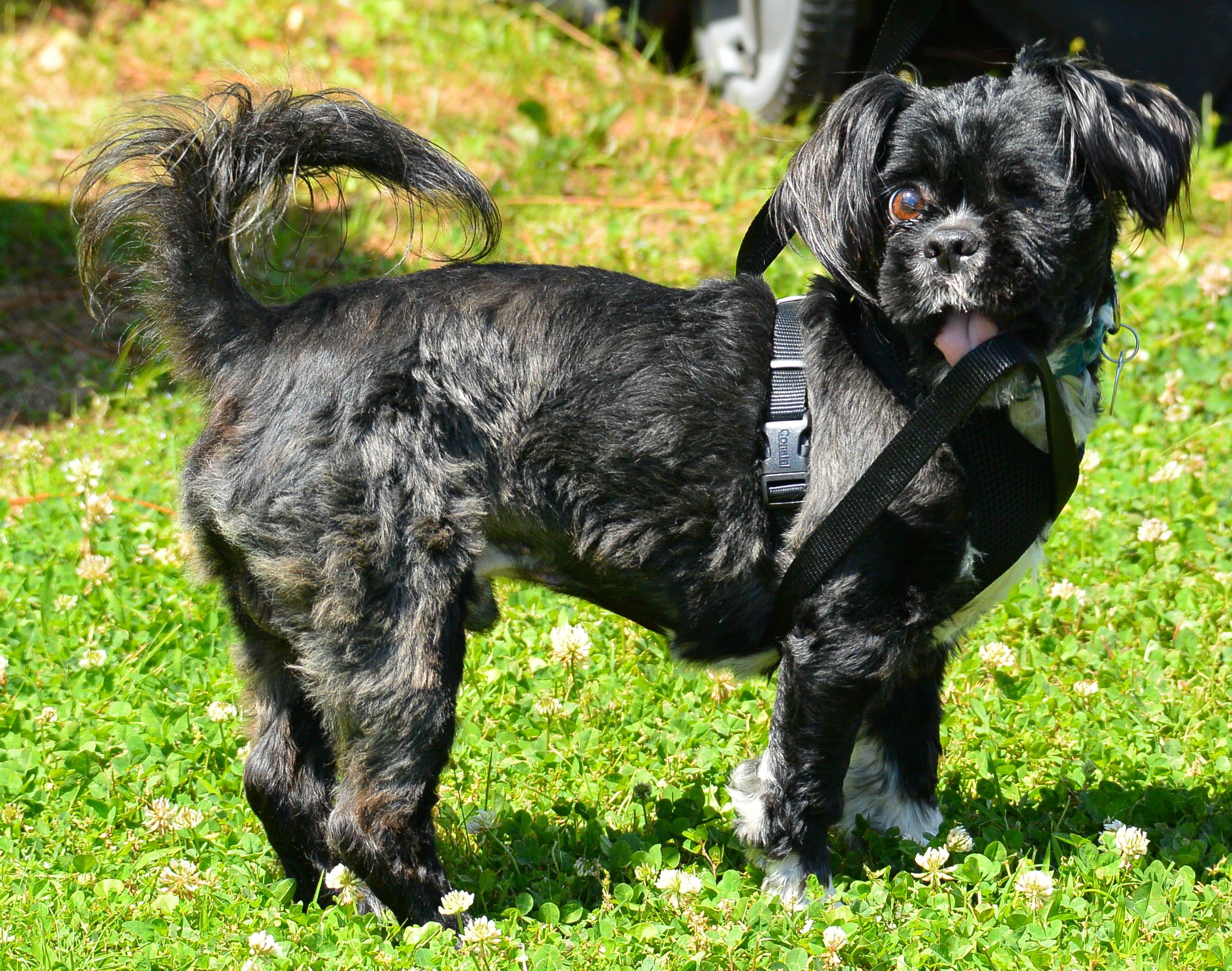 Wink, ADOPTABLE, Adult Male Shih Tzu.