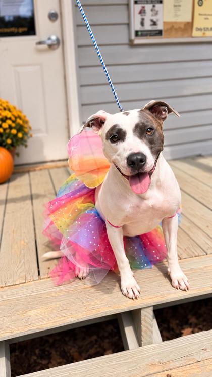 Enlarge Honey Suckle, a Adoptable mixed breed in Dahlonega, GA image 2/2