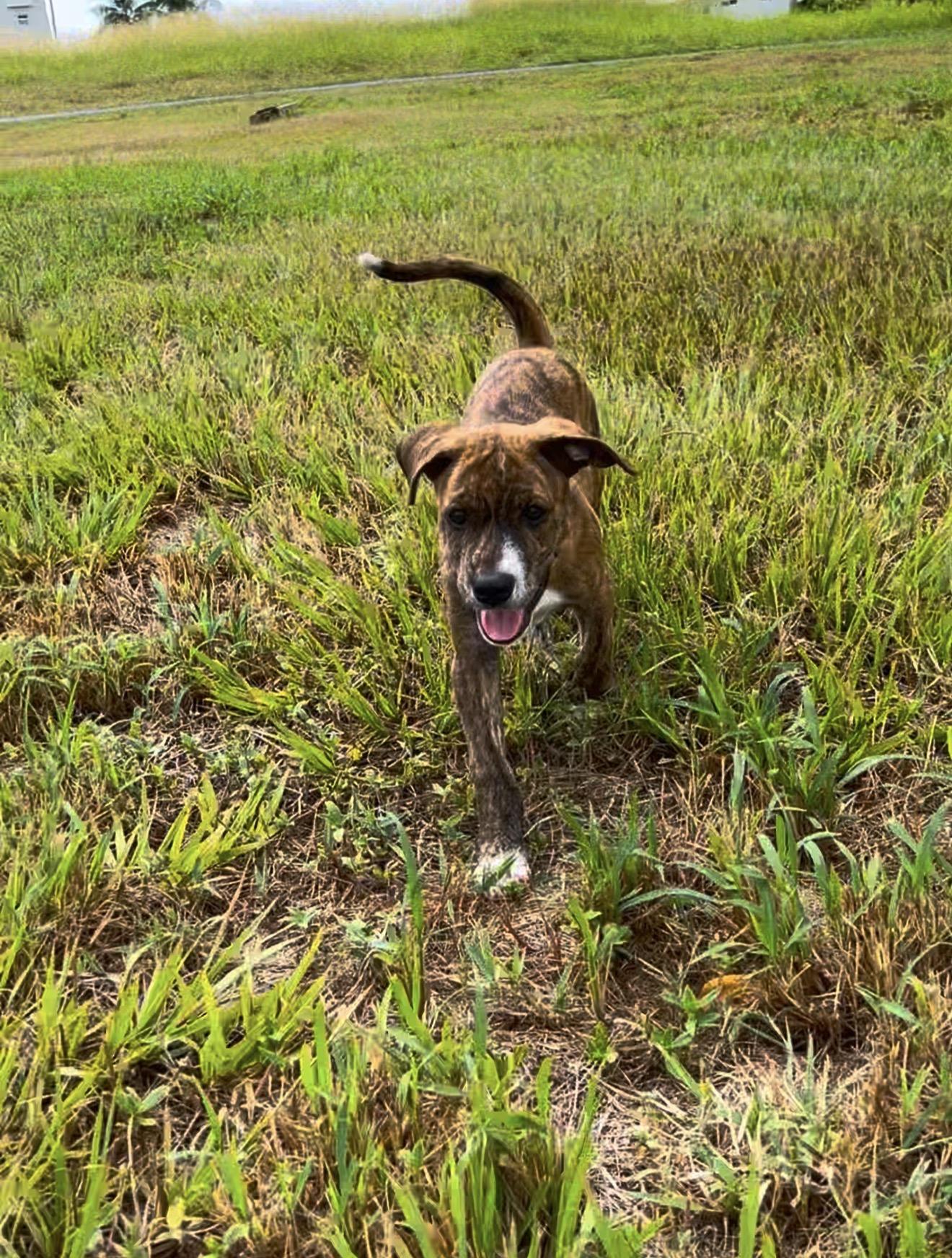Bimbi - Sweet, loving, brindle, fully vaccinated - LOW ADOPTION FEE, a Adoptable mixed breed in Orlando, FL image 6/6