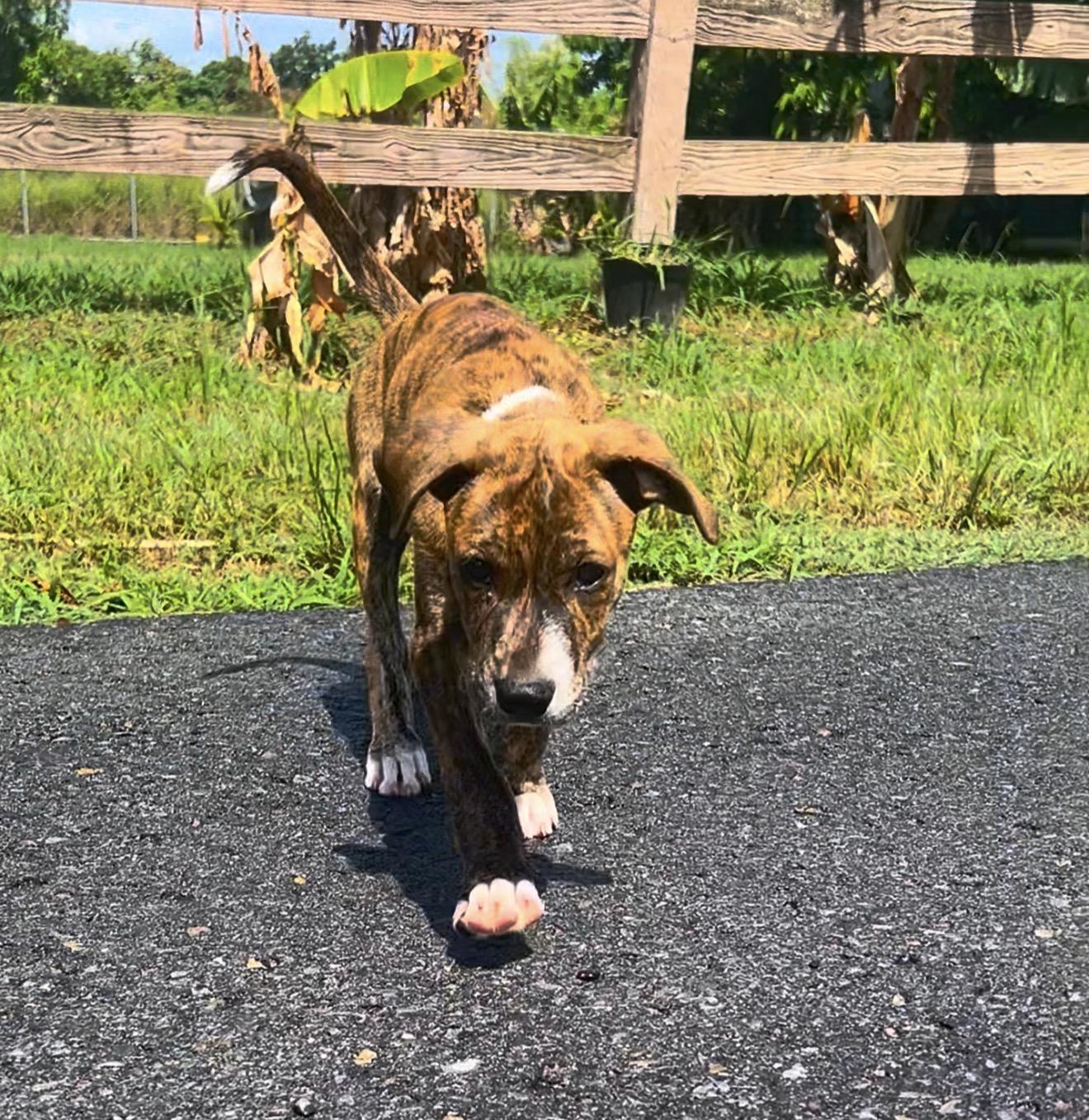 Bimbi - Sweet, loving, brindle, fully vaccinated - LOW ADOPTION FEE, a Adoptable mixed breed in Orlando, FL image 4/6