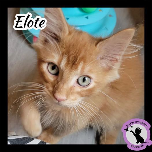 Enlarge Elote, a Adopted Domestic Medium Hair in Dacula, GA image 1/11