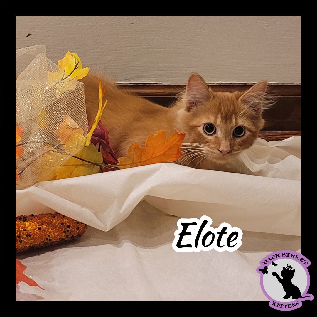 Enlarge Elote, a Adopted Domestic Medium Hair in Dacula, GA image 2/11