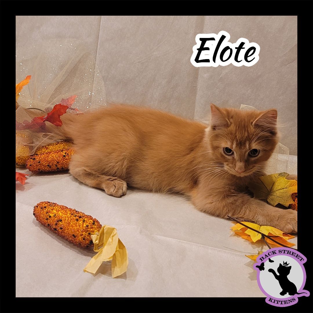 Enlarge Elote, a Adopted Domestic Medium Hair in Dacula, GA image 4/11