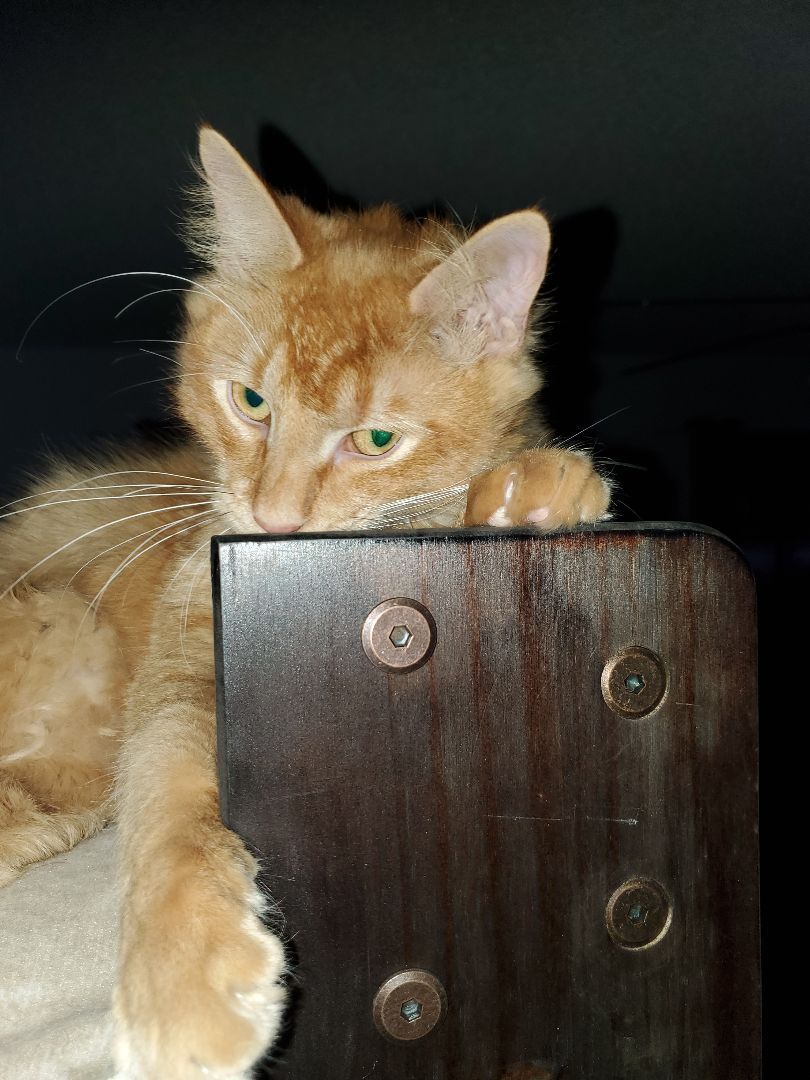 Enlarge Elote, a Adopted Domestic Medium Hair in Dacula, GA image 5/11