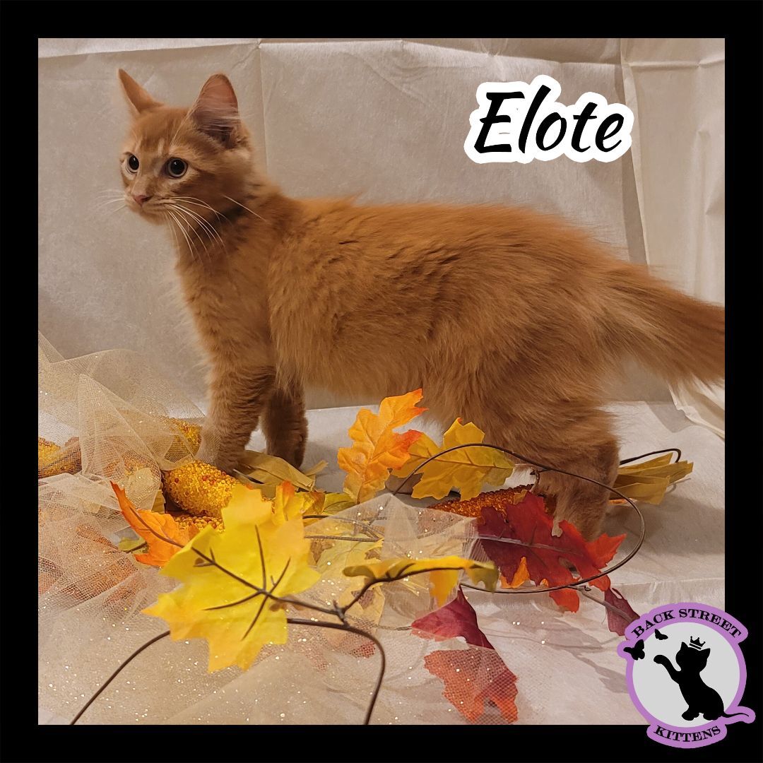 Enlarge Elote, a Adopted Domestic Medium Hair in Dacula, GA image 6/11