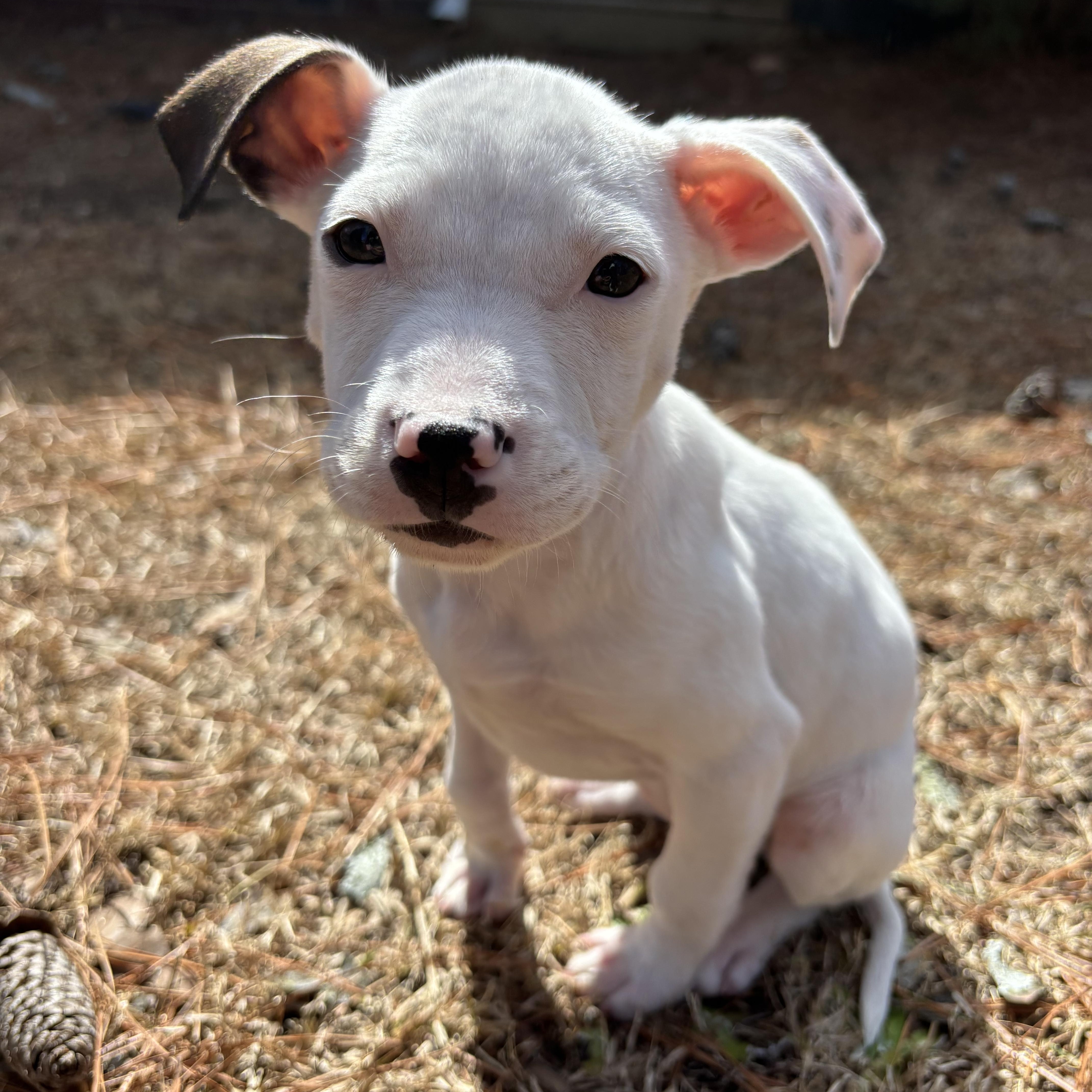 Enlarge Dove, a ADOPTABLE mixed breed in Southern Pines, NC image 3/3