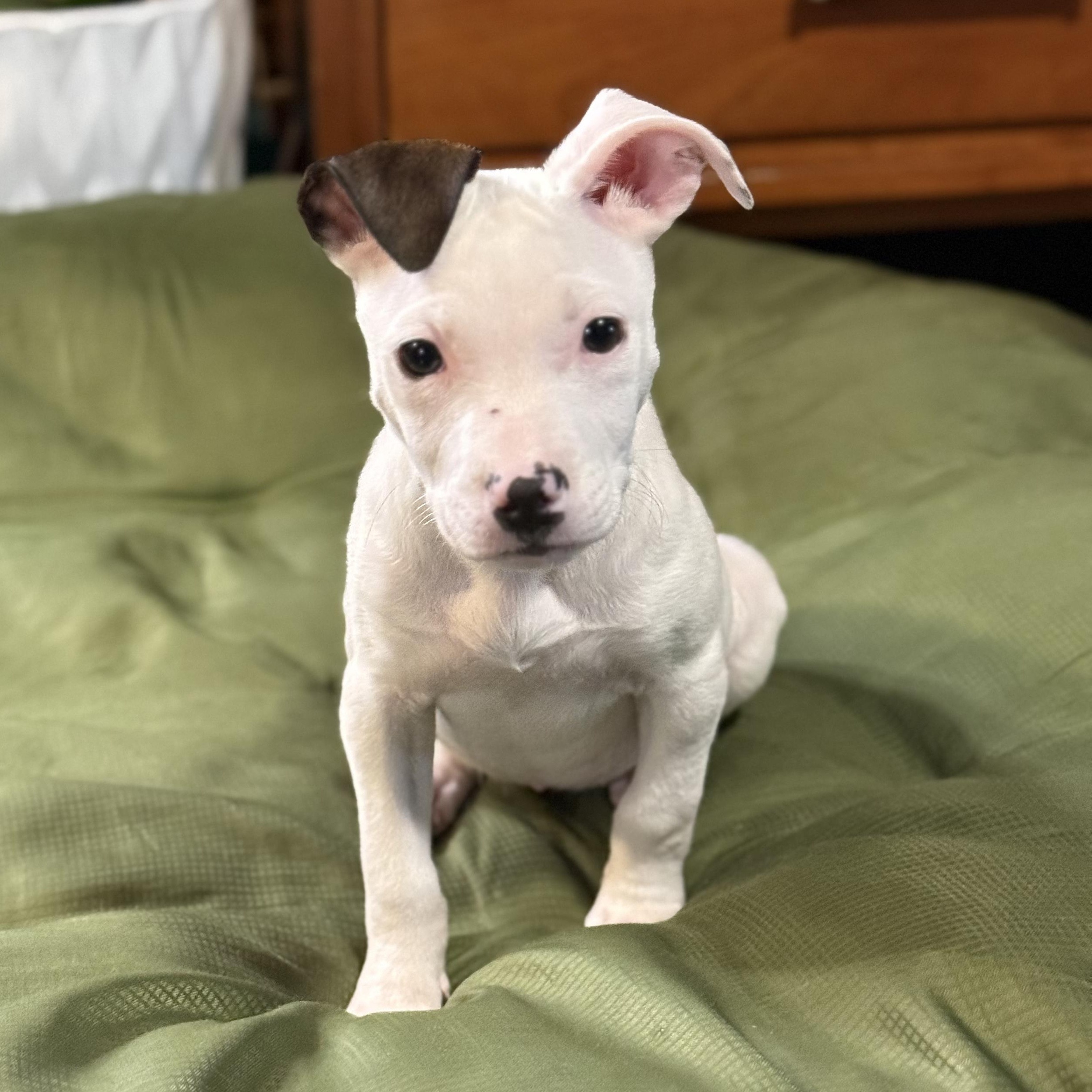 Enlarge Dove, a ADOPTABLE mixed breed in Southern Pines, NC image 1/3
