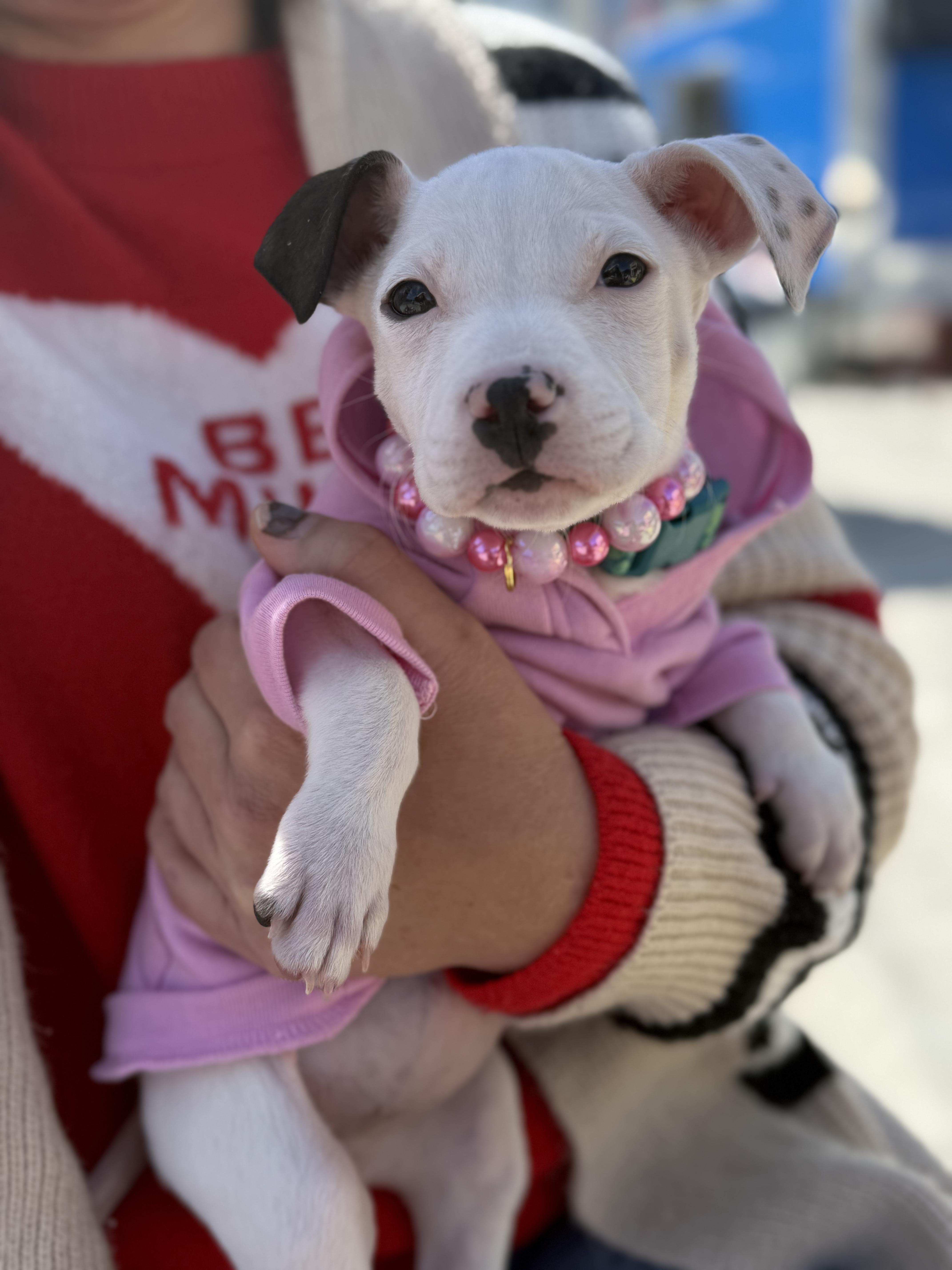 Enlarge Dove, a ADOPTABLE mixed breed in Southern Pines, NC image 2/3
