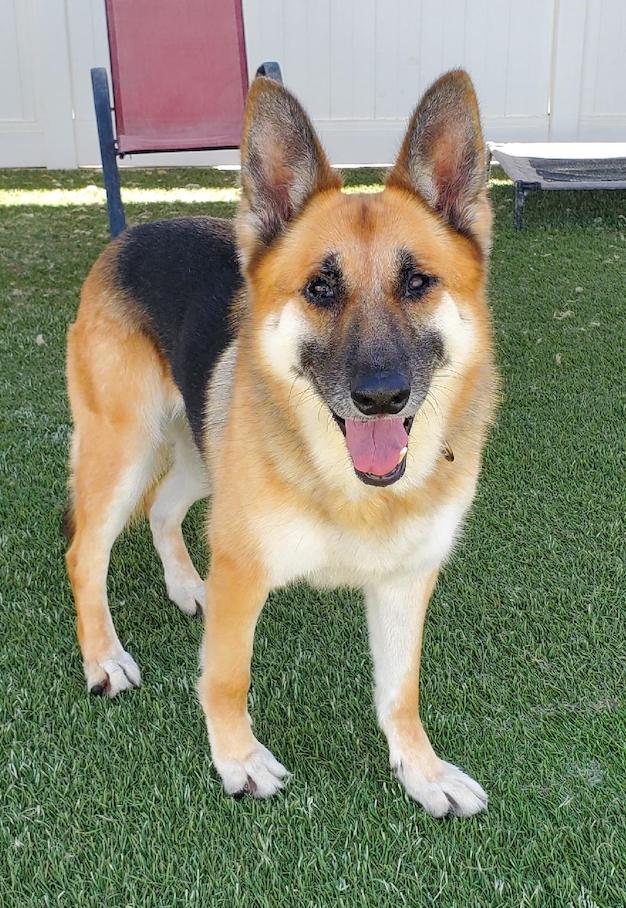 Marie, a Adoptable German Shepherd Dog in Newport Beach, CA image 4/6