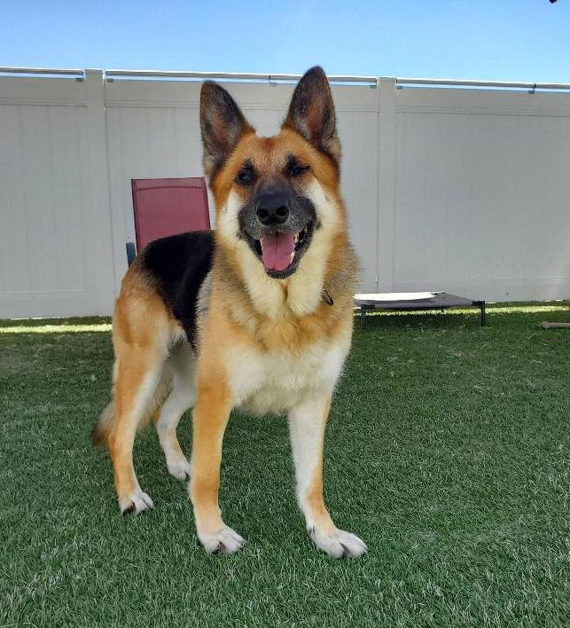 Marie, a Adoptable German Shepherd Dog in Newport Beach, CA image 5/6