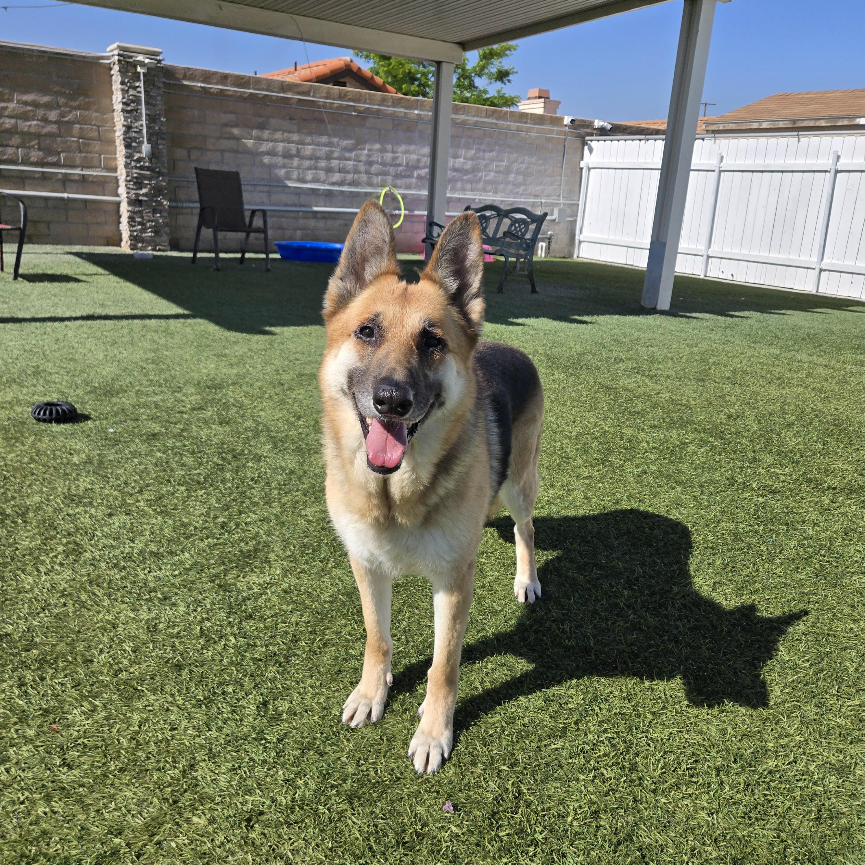Marie, Adoptable, Adult Female German Shepherd Dog.