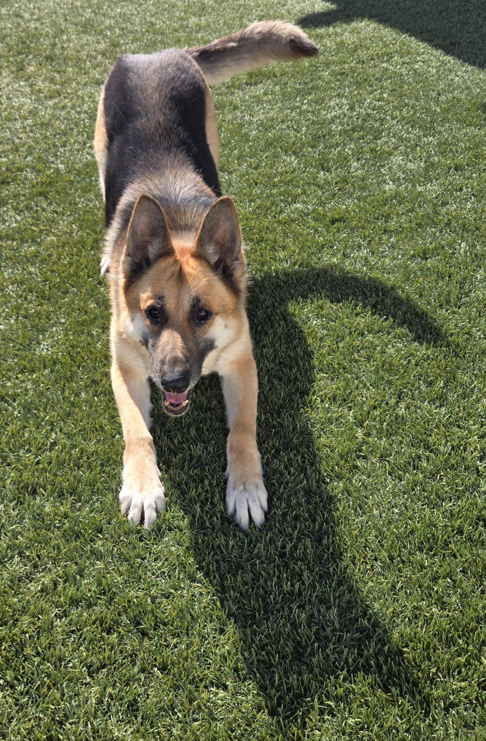 Marie, a Adoptable German Shepherd Dog in Newport Beach, CA image 2/6