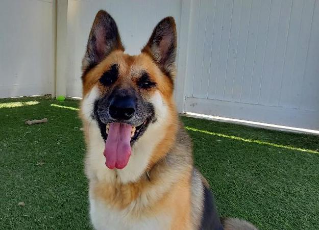 Marie, a Adoptable German Shepherd Dog in Newport Beach, CA image 6/6