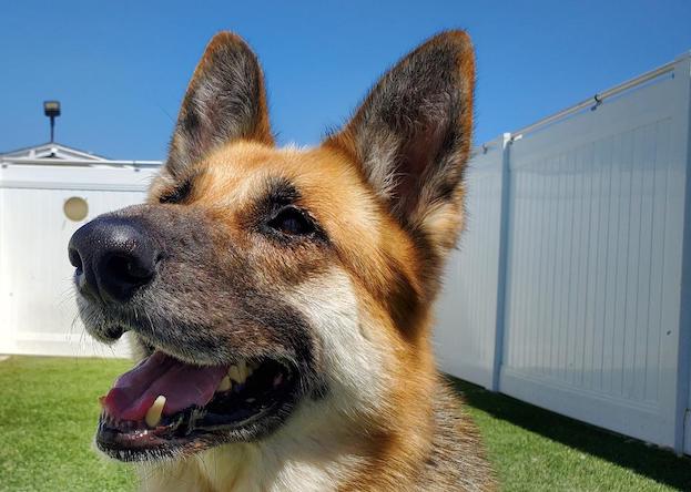 Marie, a Adoptable German Shepherd Dog in Newport Beach, CA image 3/6