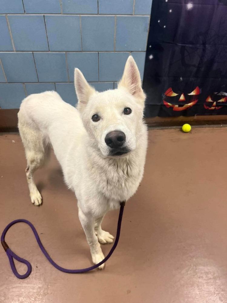 Enlarge Noble, a Adoptable German Shepherd Dog in Suamico, WI image 1/1