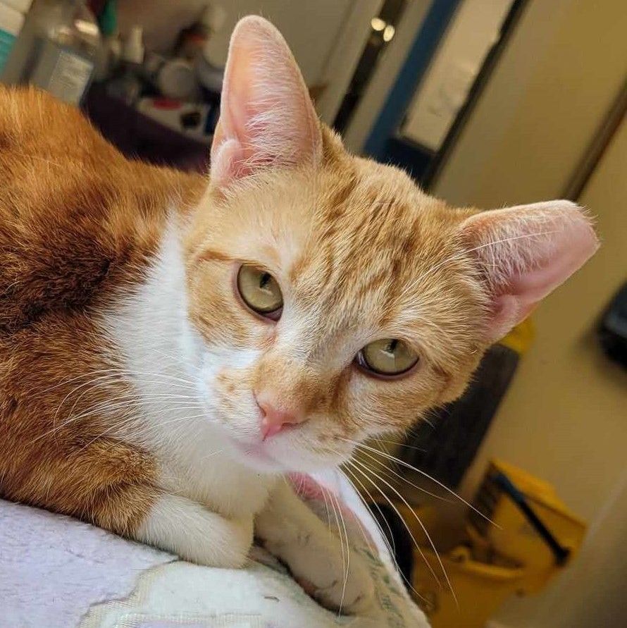 Kinsley — thumbnail 4