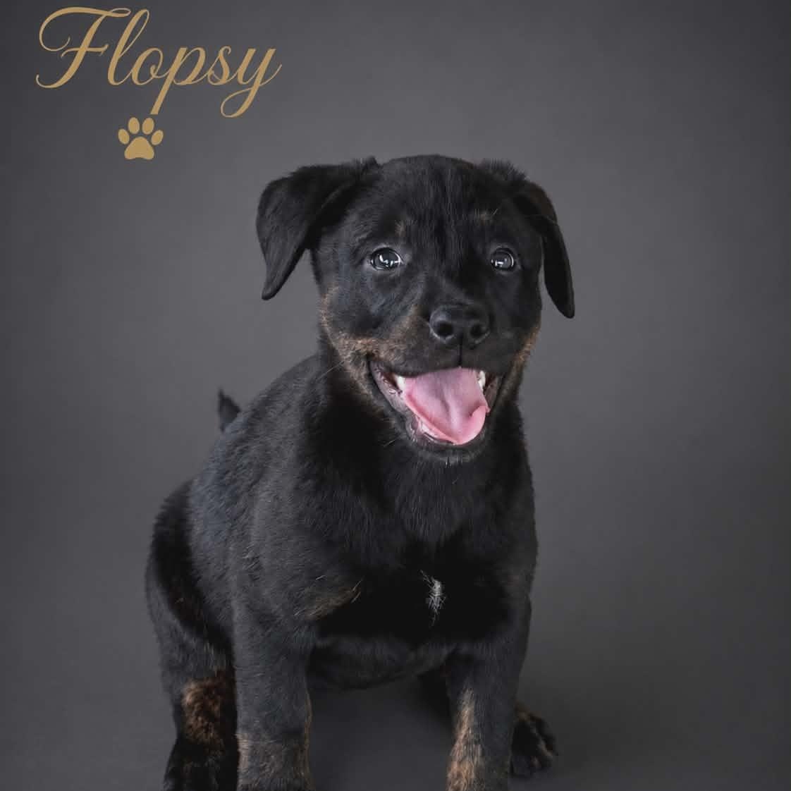 FLOPSY, a Adoptable mixed breed in Brattleboro , VT image 1/5