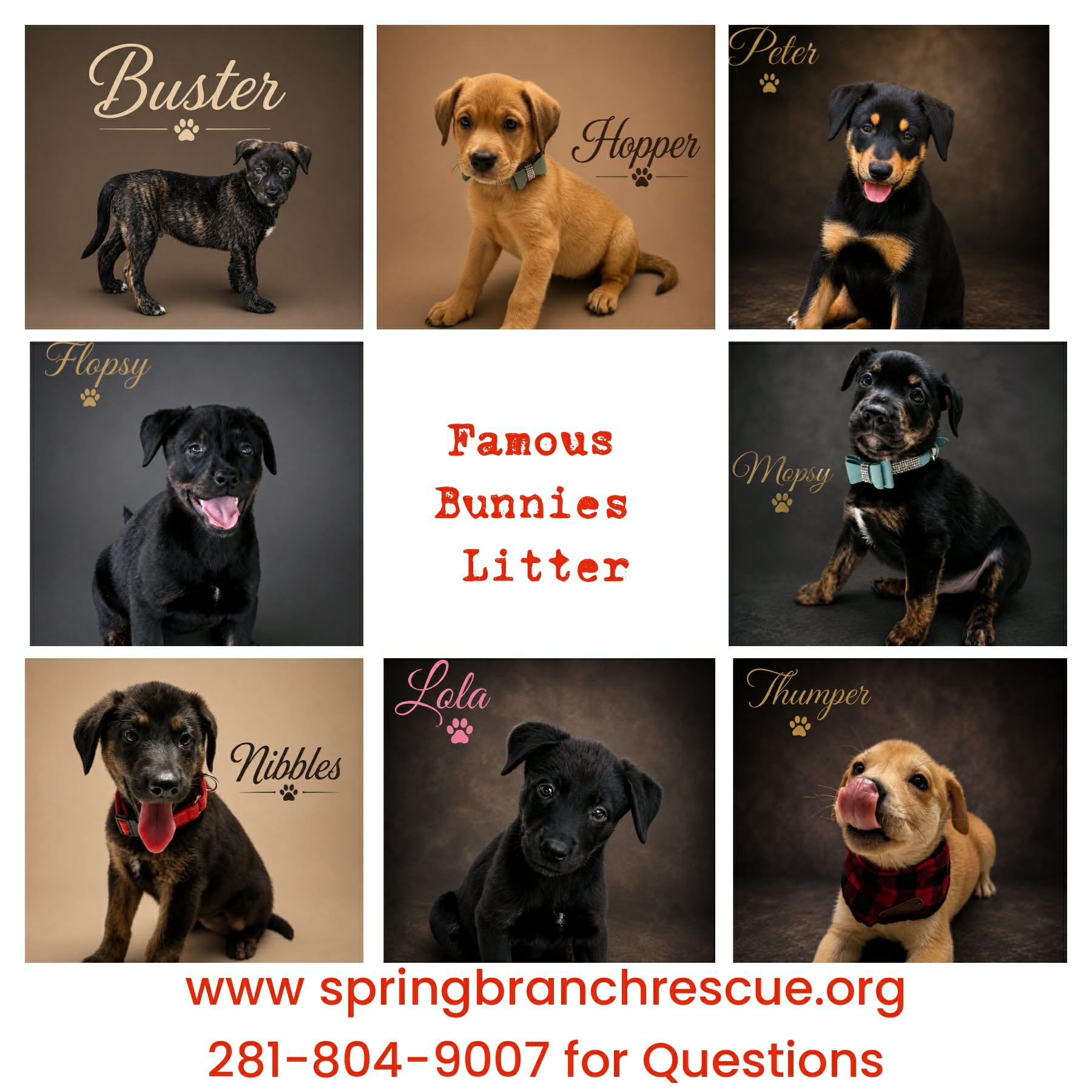 FLOPSY, a Adoptable mixed breed in Brattleboro , VT image 3/5