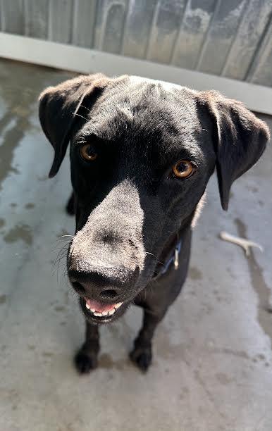 Beans — thumbnail 2