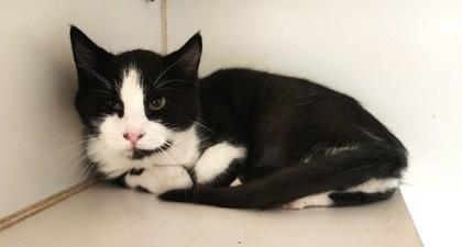 Gordon, adopted, Young Male Domestic Short Hair & Tuxedo.