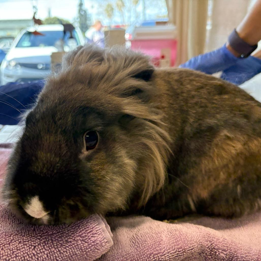 Enlarge Ravi, a Adoptable Lionhead in Napa, CA image 1/1