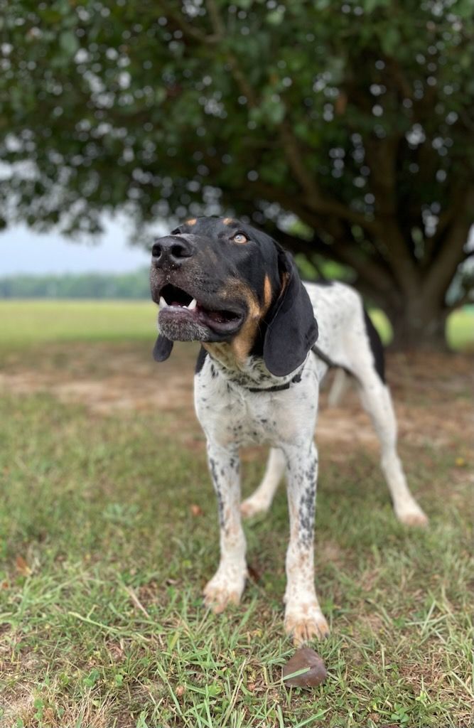 Tipton, a Adopted Bluetick Coonhound in Leesburg, AL image 2/11