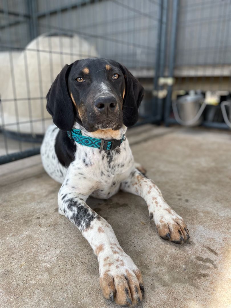 Tipton, a Adopted Bluetick Coonhound in Leesburg, AL image 3/11