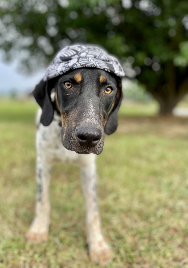 Tipton, a Adopted Bluetick Coonhound in Leesburg, AL image 4/11