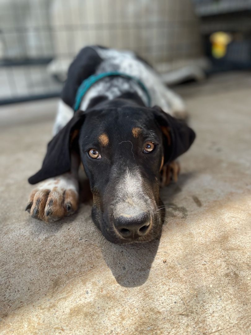 Tipton, a Adopted Bluetick Coonhound in Leesburg, AL image 5/11