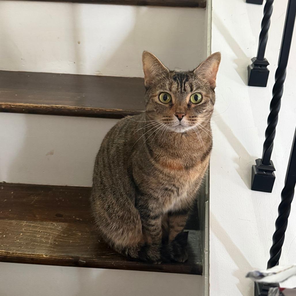 Lacy — thumbnail 2