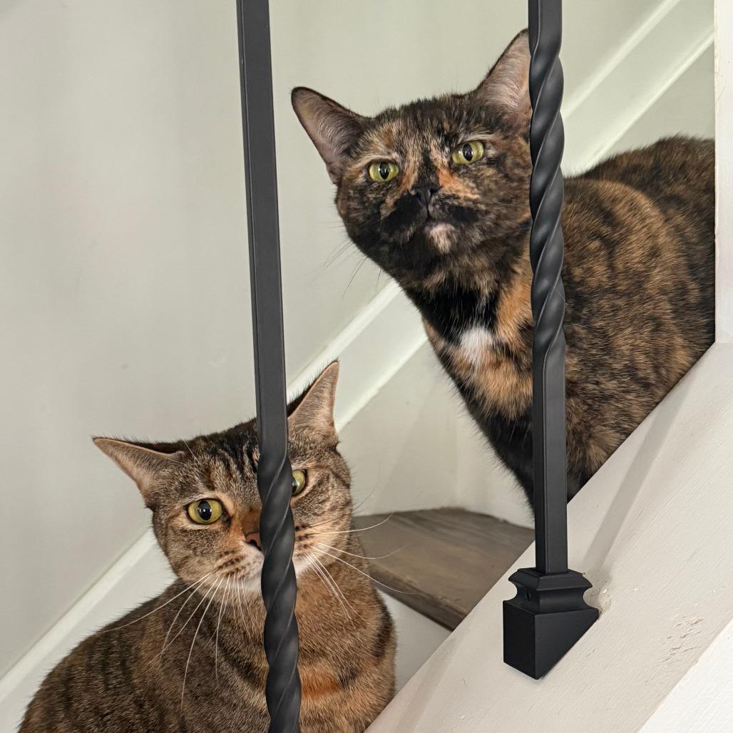 Lacy — thumbnail 3