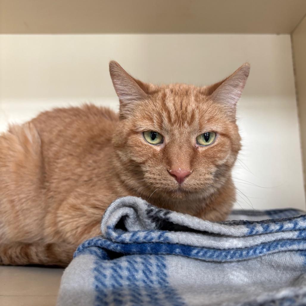 Enlarge Beautiful Brandy, a Adoptable Domestic Short Hair in DeKalb, IL image 2/2